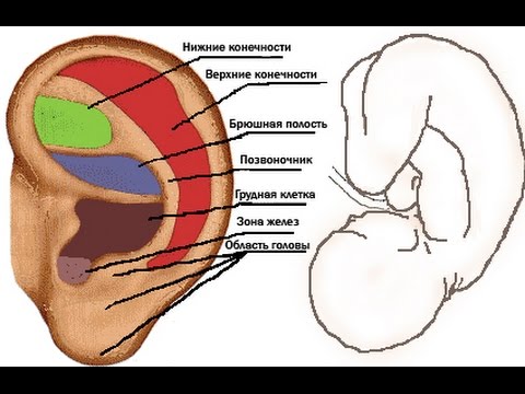 Структура уха